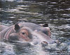 Wading Hippo painted by Wendy Palmer<br>
  				Acrylic on Canvas Original ~ 8 inch x 10 inch<br>
                ORIGINAL SOLD !<br>
                Now Available as<br>
                Limited Edition Giclée on Canvas Reproduction: 6 inch x 8 inch ~ $125.00 plus stretching and framing<br>