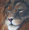 Simba painted by Wendy Palmer<br>
  				Acrylic on Canvas Original ~ 36 inch x 36 inch<br>
                ORIGINAL SOLD !<br>
  				Prints Currently Unavailable.