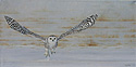NEW!!! Snowy Owl painted by Wendy Palmer<br>
  				Oil on Linen ~ 16 inch x 32 inch<br>
                ORIGINAL SOLD !<br>
                Commission painting for Private Collector, no reproductions available.